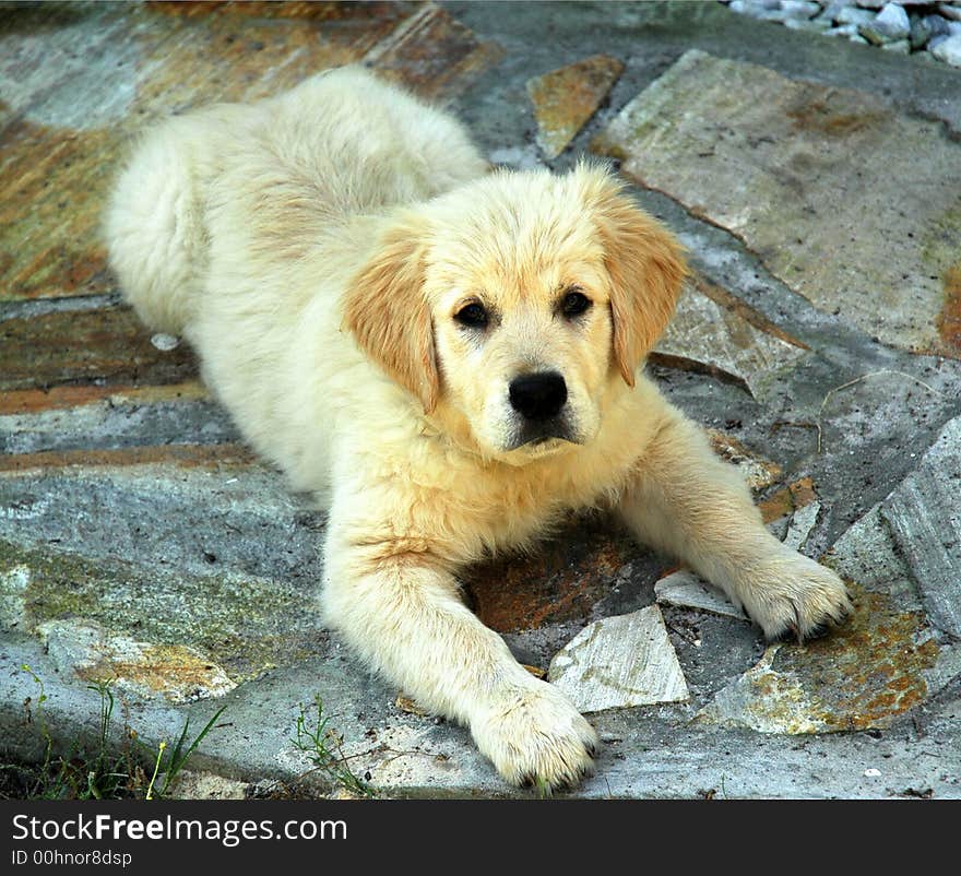 Wet puppy