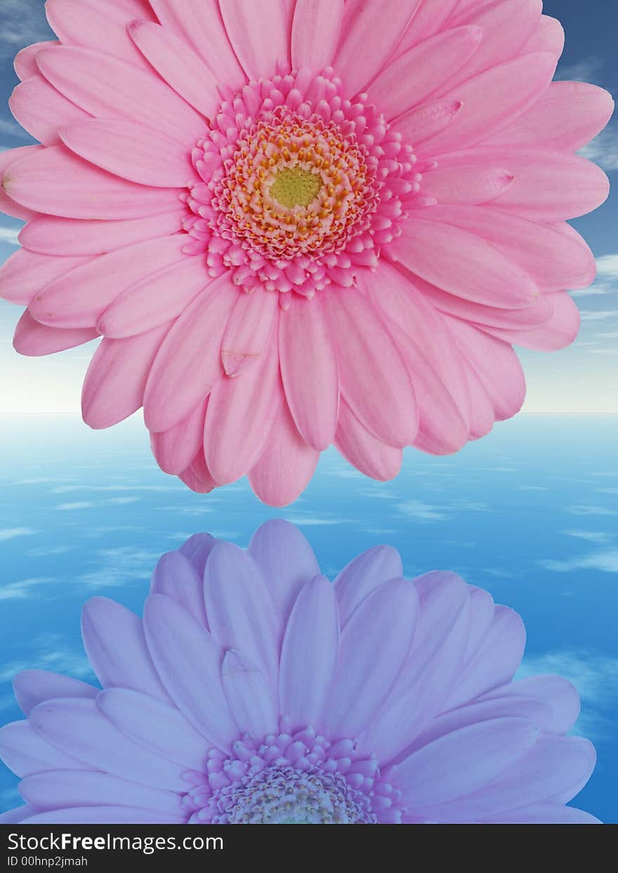 Beautiful pink flower with reflection on water - digital artwork.