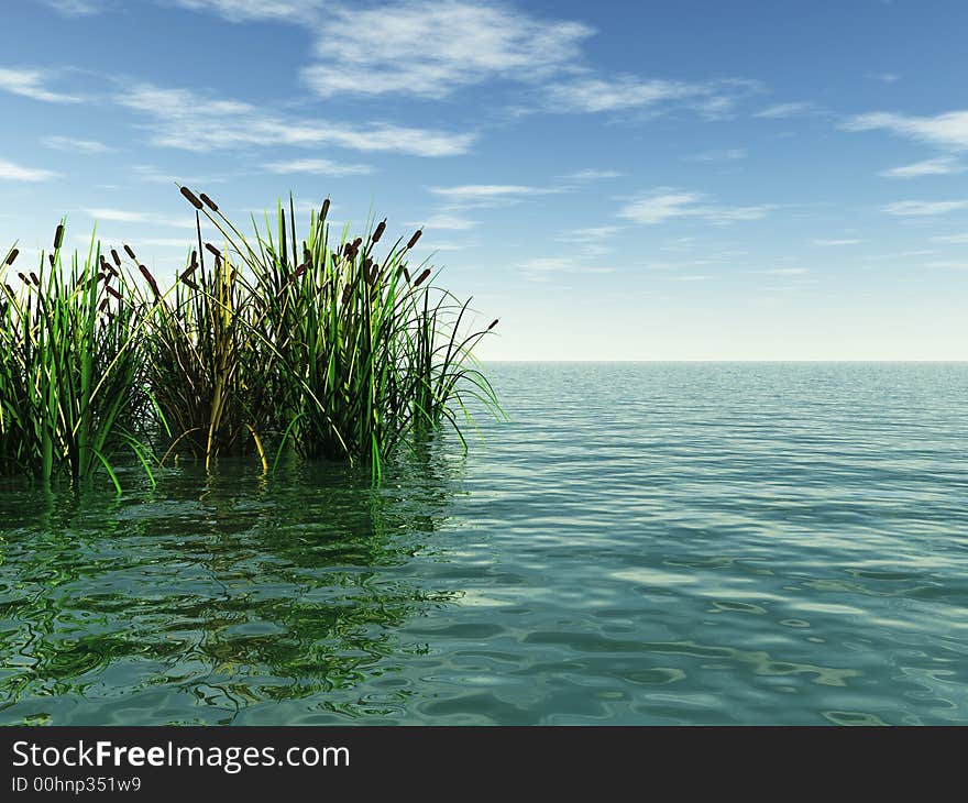 Water plants