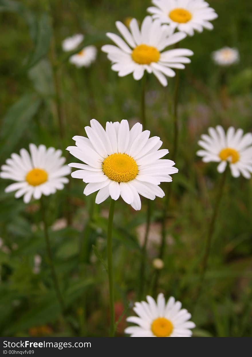 Daisies