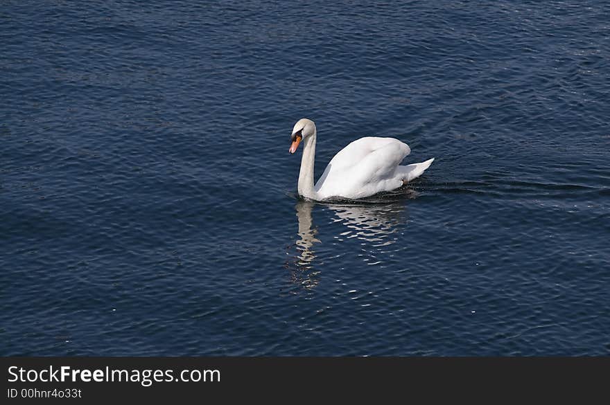 Swimming Swan