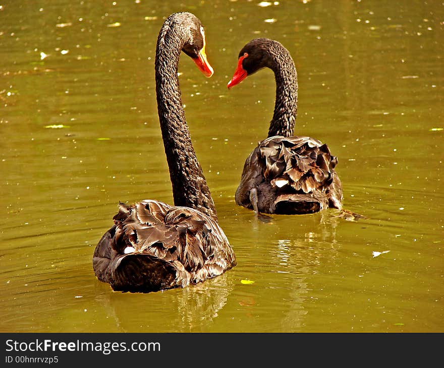 A couple of two beautiful elegant black swans with red beaks swimming in the water of a dirty lake in sunshine.