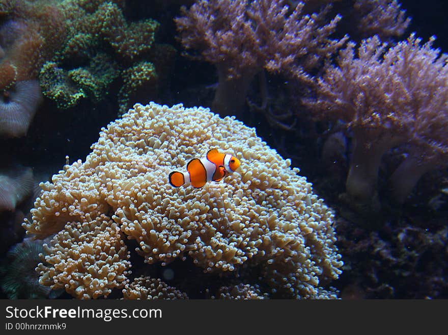 Striped Clownfish