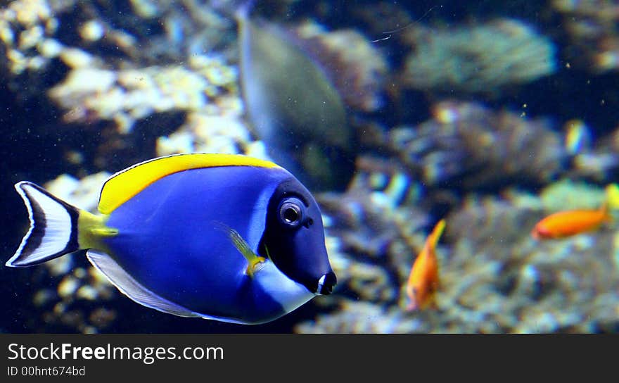 Blue Surgeonfish