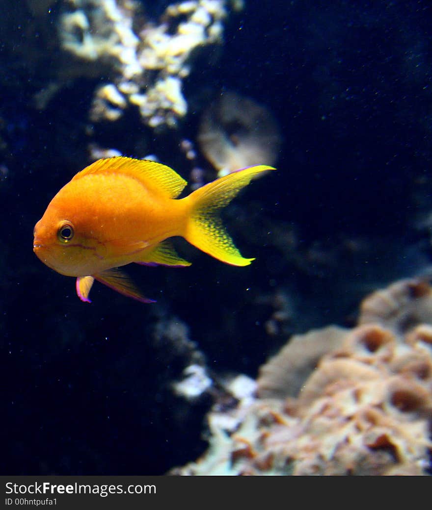 Orange Fish