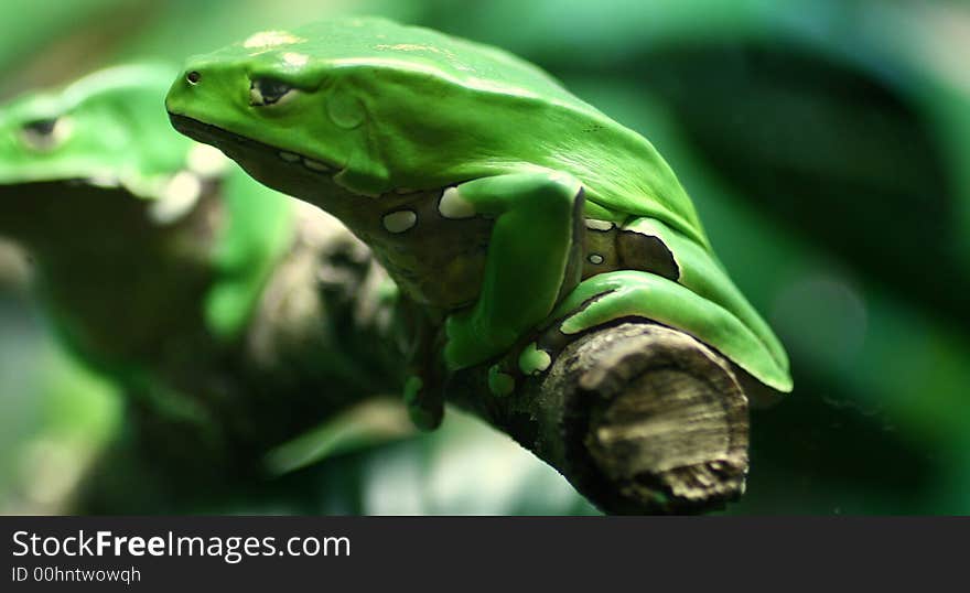 Picturesque Green Frogs