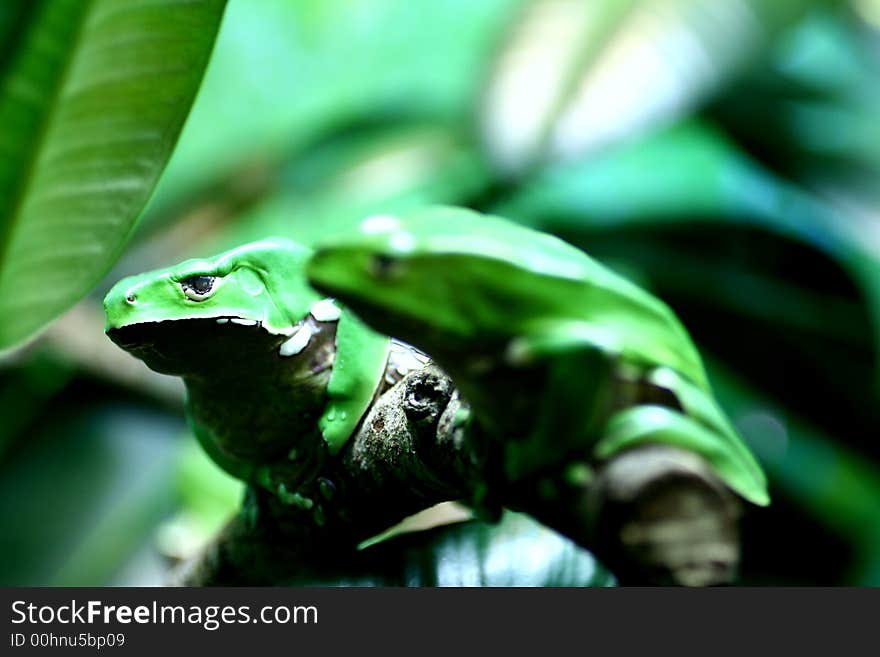 Picturesque Green Frogs