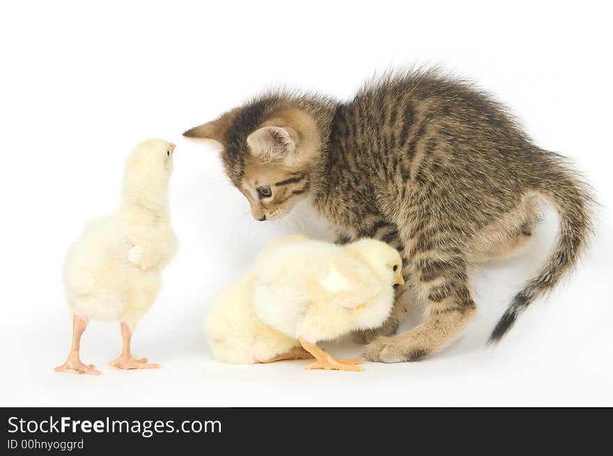 A kitten is overrun by a group of baby chicks on a white background. All are being raised on a farm in Illinois. A kitten is overrun by a group of baby chicks on a white background. All are being raised on a farm in Illinois