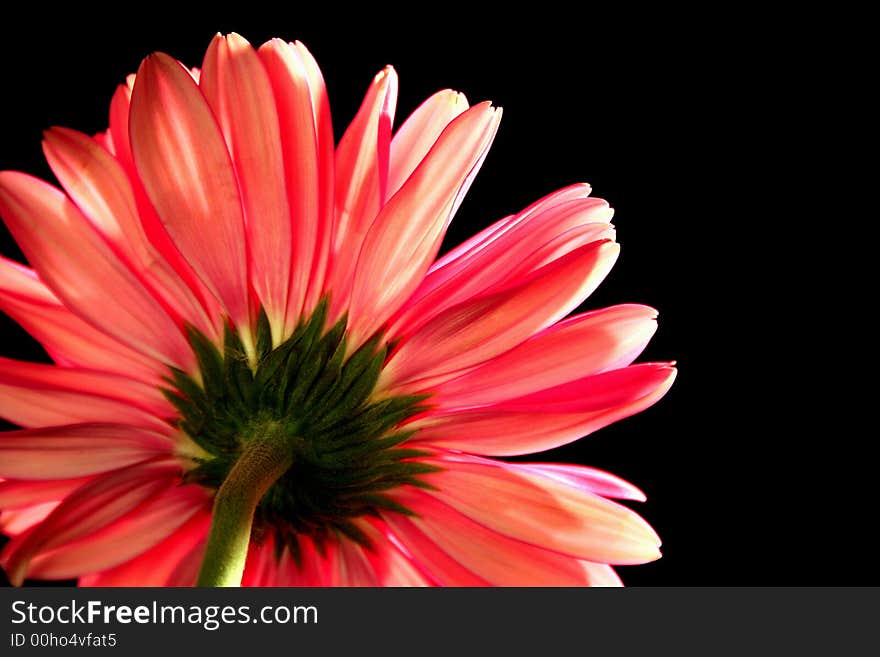 Close up of a pink gerbera daisy from behind