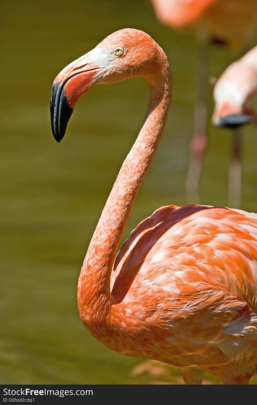 Flamingo