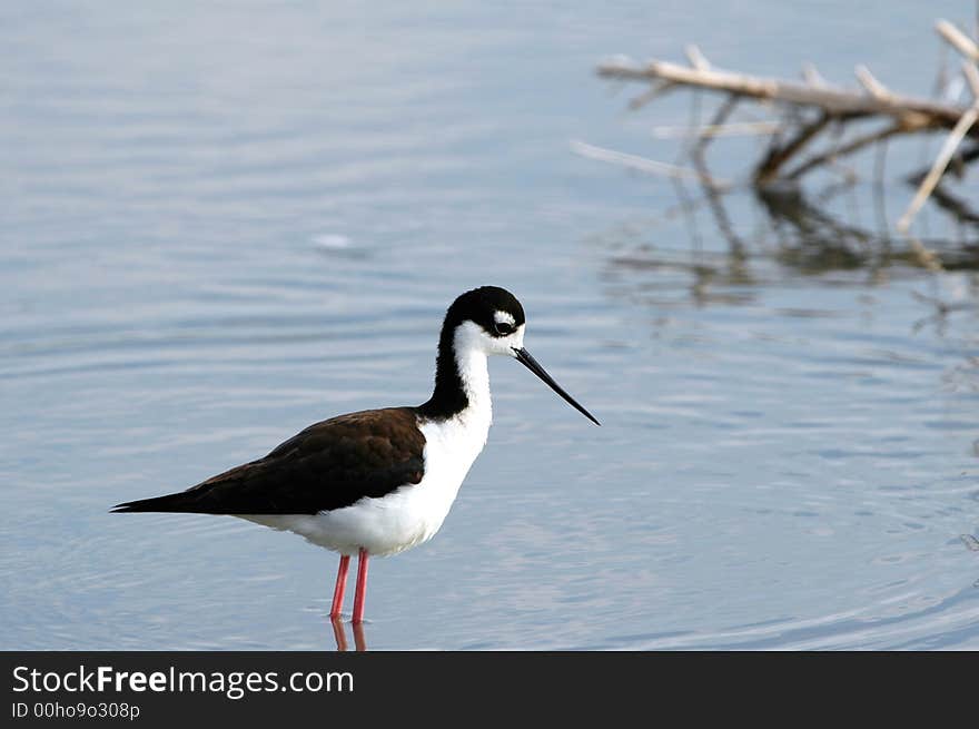 Black-necked Stilt