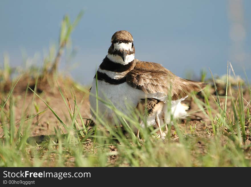 A mother killdeer hides her chick under her wing for protection. A mother killdeer hides her chick under her wing for protection.