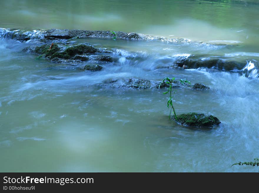 Single Plant In Rushing Water