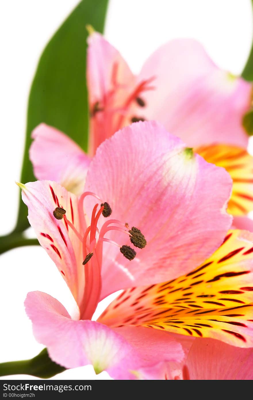 Macro shot of a pink flowers, isolated on white. Macro shot of a pink flowers, isolated on white