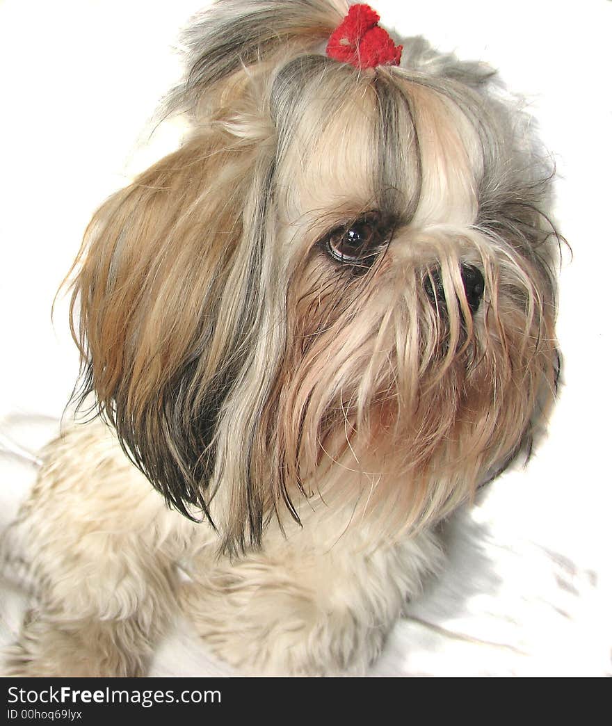 White puppy with red ribbon waiting for a morning walk