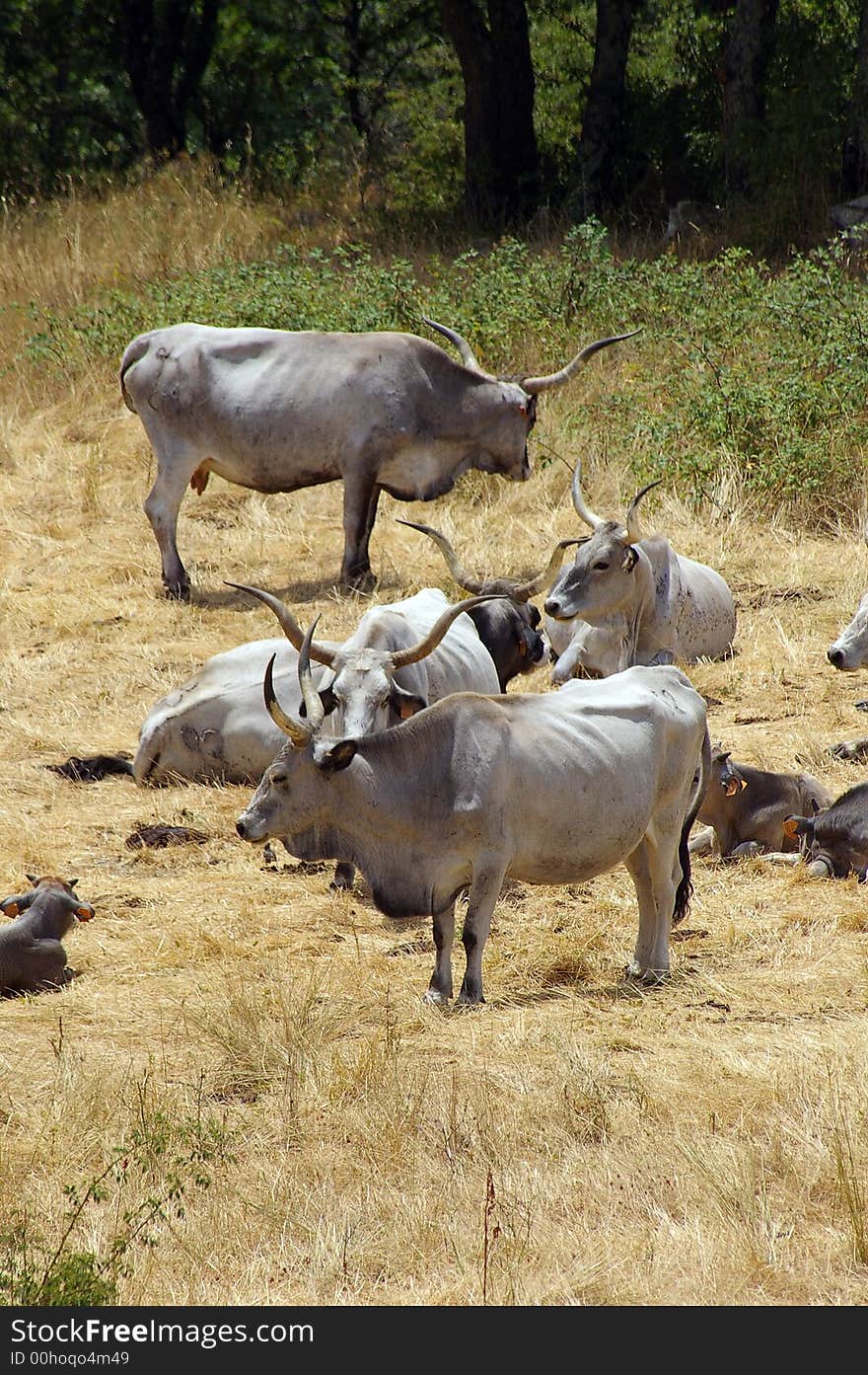 A group of italian cow in field. A group of italian cow in field