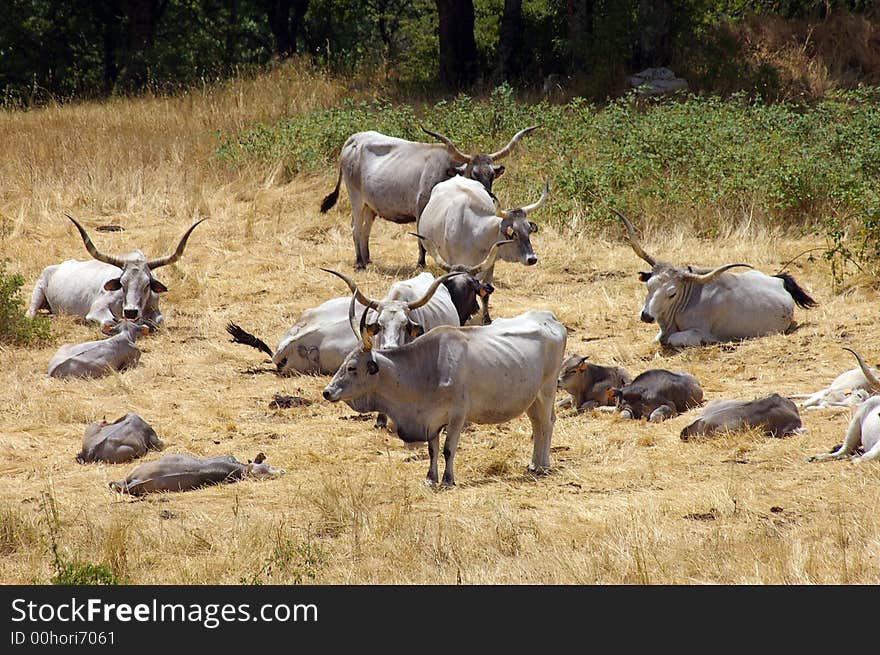 A group of italian cow in field. A group of italian cow in field