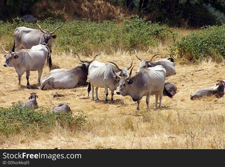 A group of italian cow in field. A group of italian cow in field