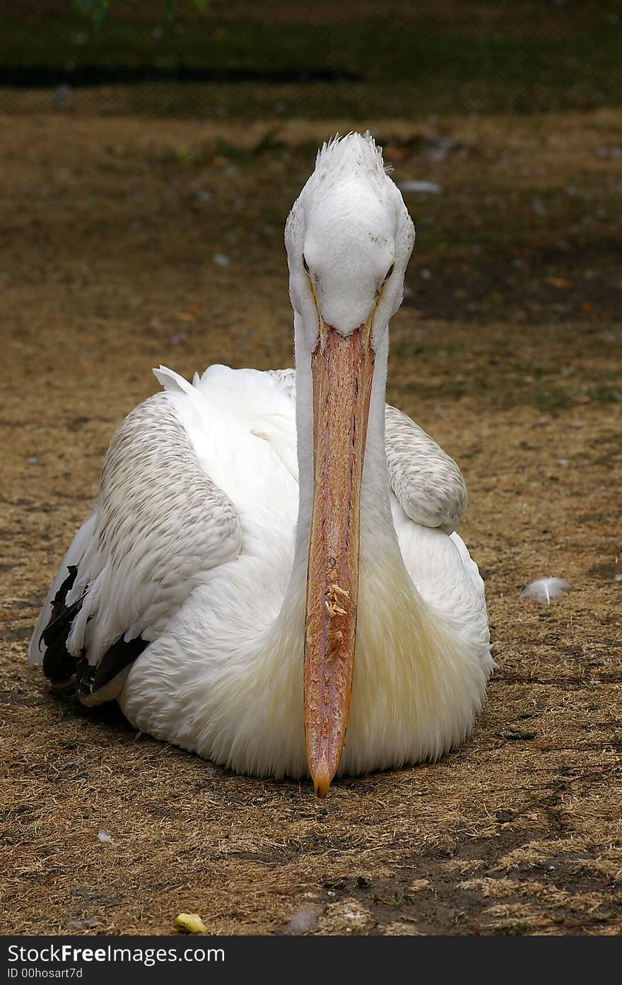 Pelican resting on the grass