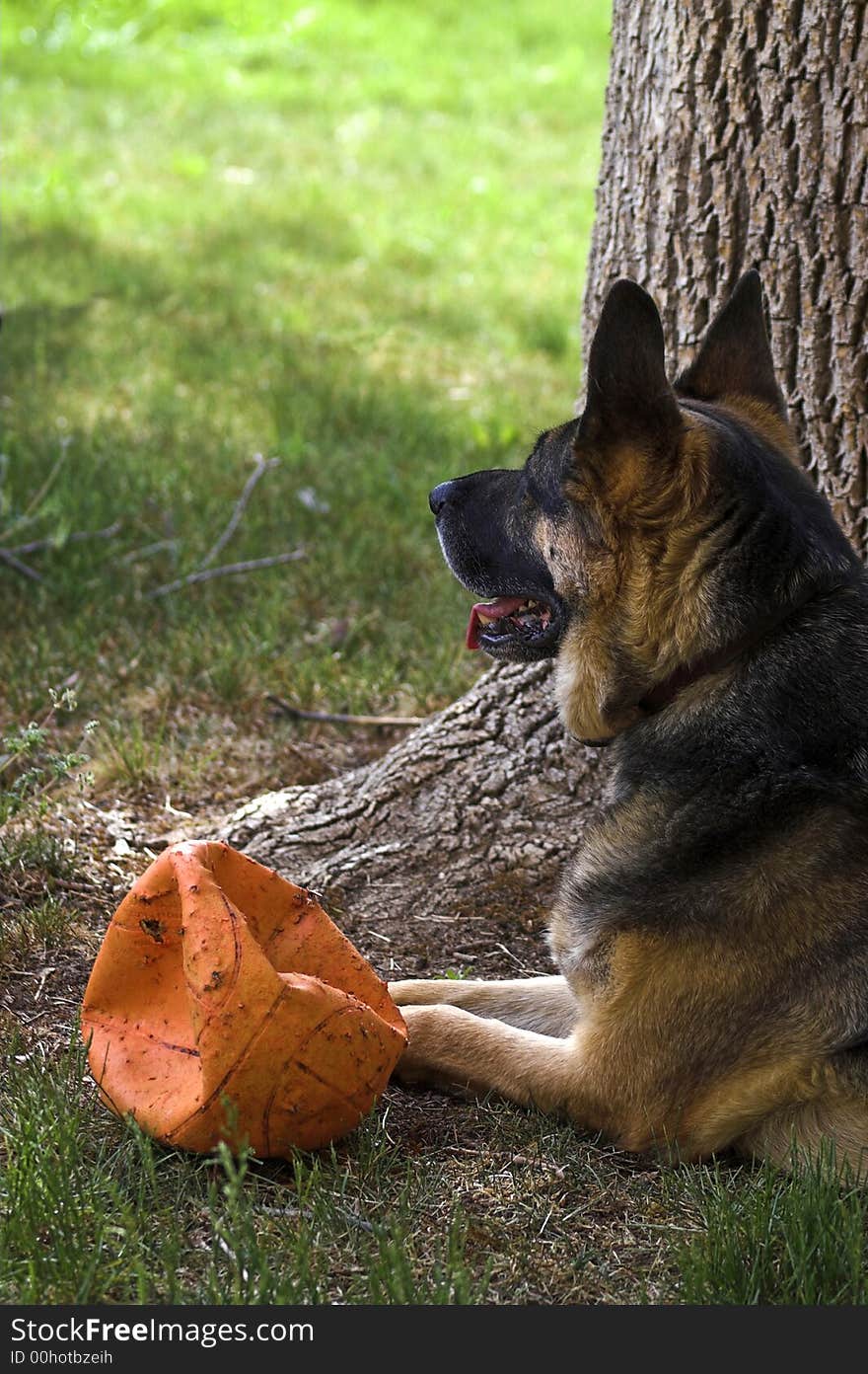 Portrait of a German Shepherd Dog on a hot summer day, as he relaxes in the shade with his toy Basketball