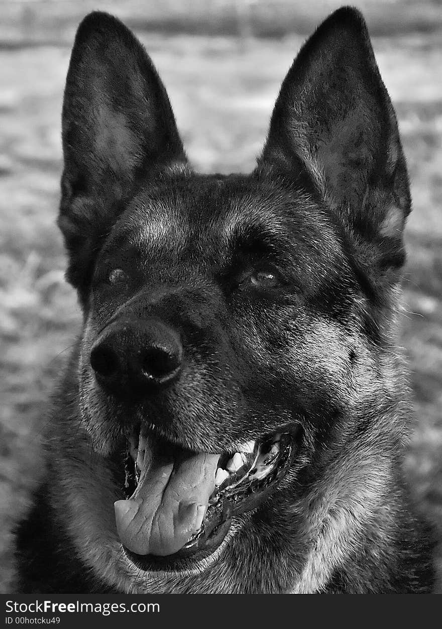 Black and white portrait of a German Shepherd Dog. Black and white portrait of a German Shepherd Dog