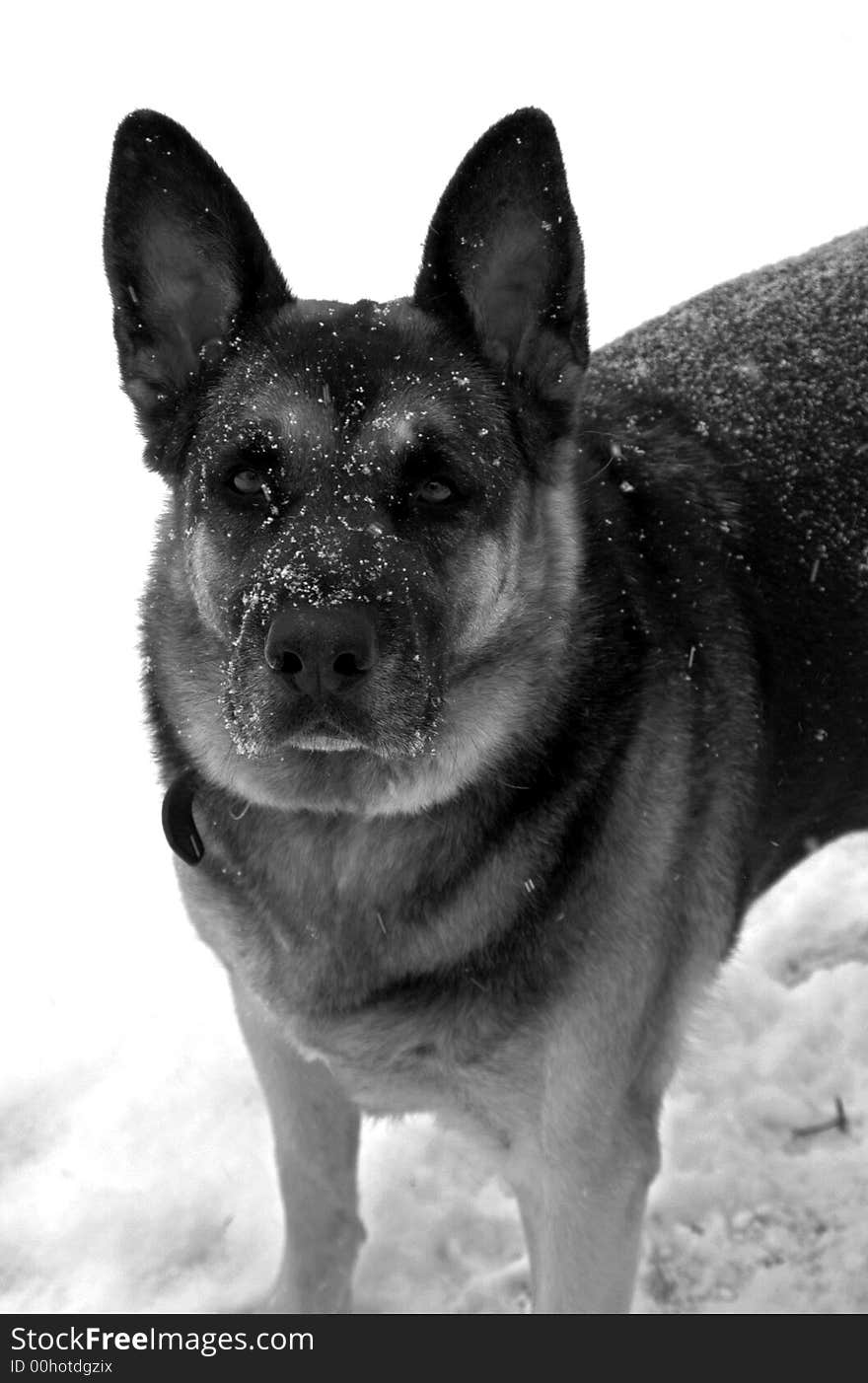 German Shepherd in snow