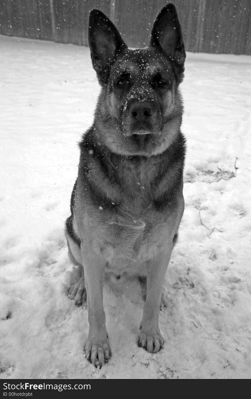 German Shepherd in Snow