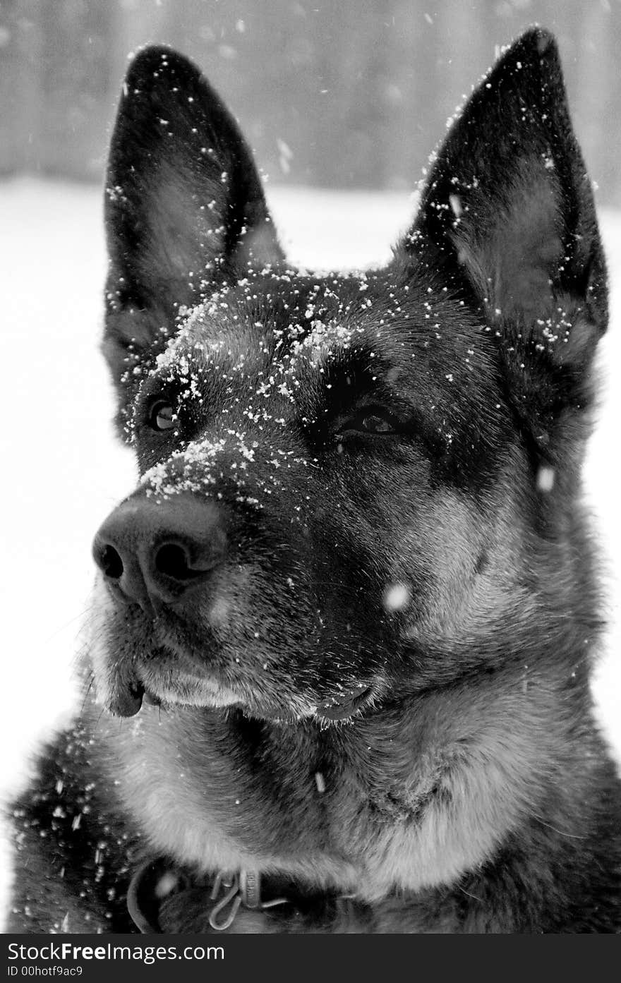 Snowy German Shepherd Dog