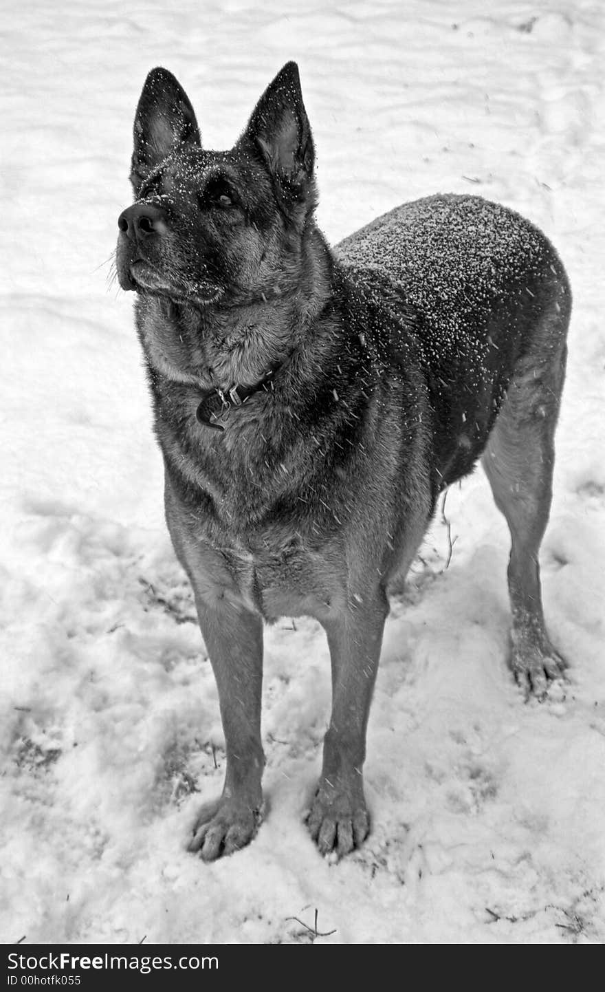 German Shepherd Standing Guard