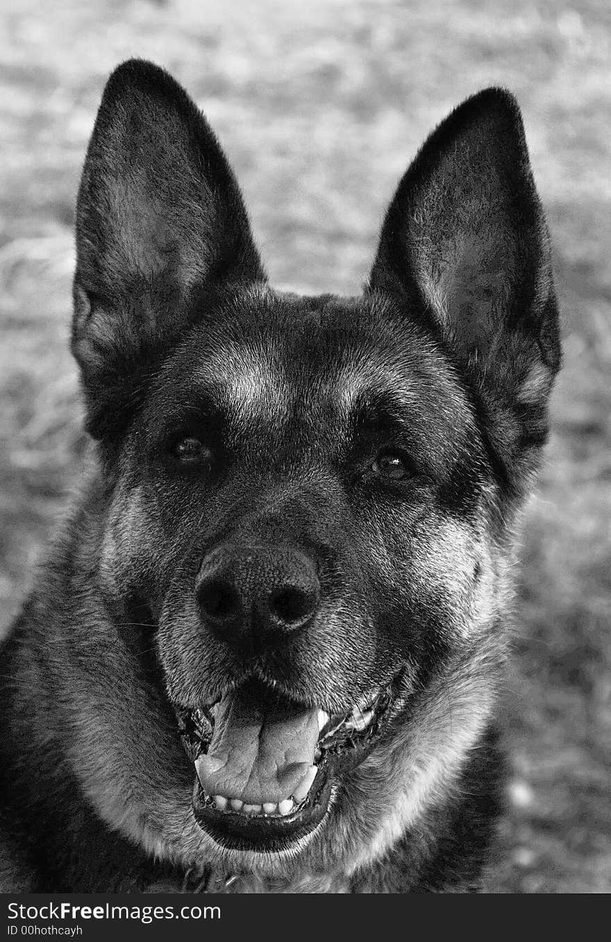 German Shepherd Portrait