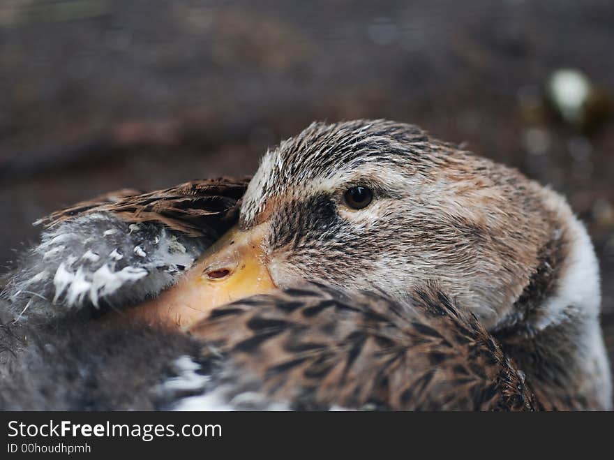 Yclose-up of a young dreaming duck