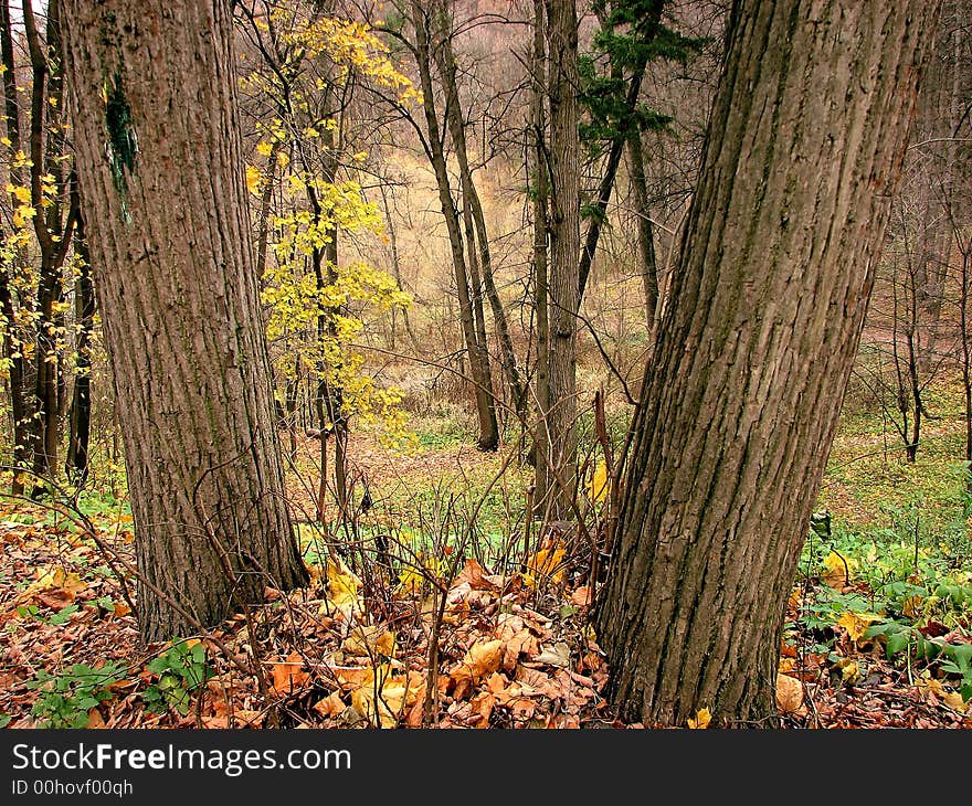 Trees in the forest in September