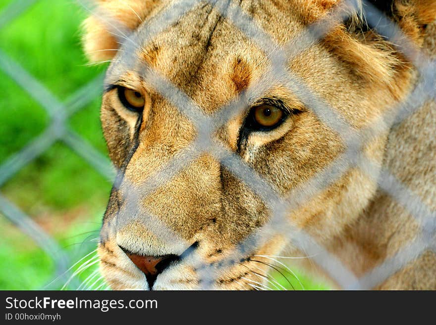 Lion at South Lakes Animal Park in the lake District. Lion at South Lakes Animal Park in the lake District.