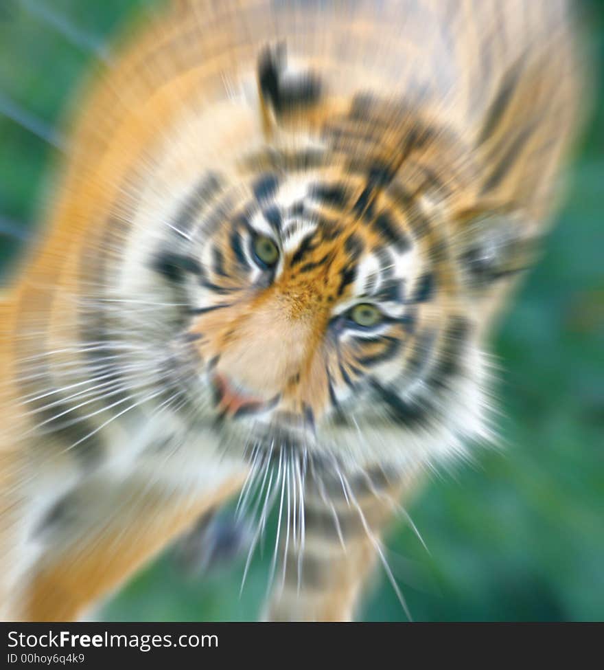 Tiger.jpg