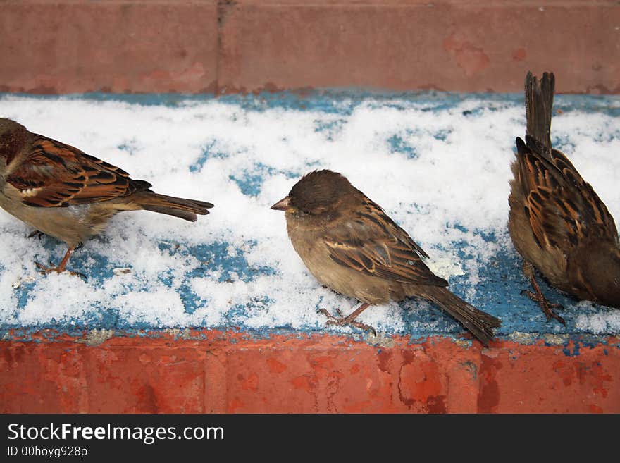 Sparrows eat bread in the winter on a step