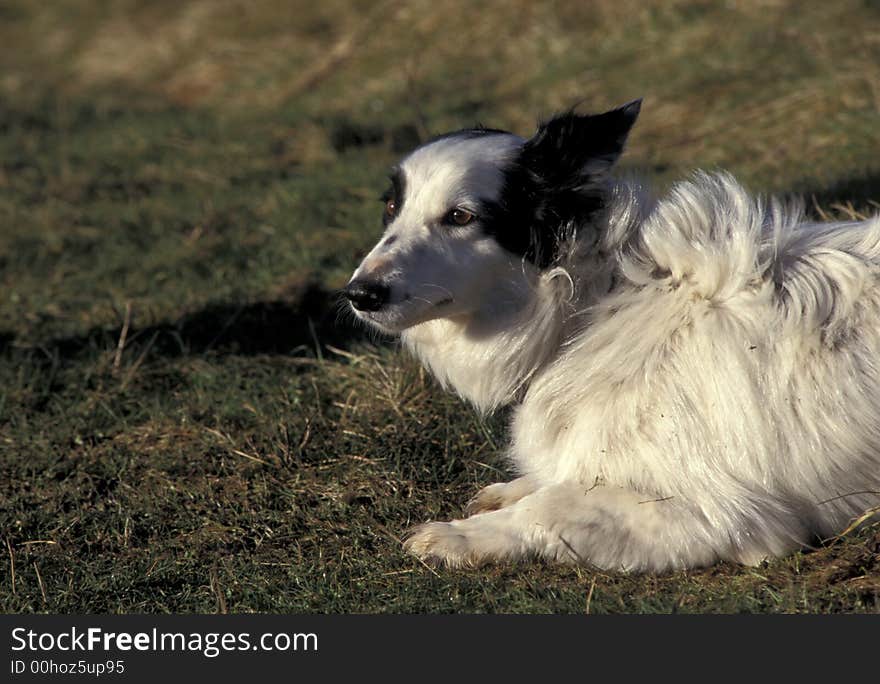 An English Boarder collie waiting for instructions, ready for action. An English Boarder collie waiting for instructions, ready for action.