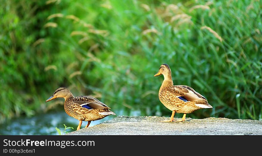 Two wild duck by the river