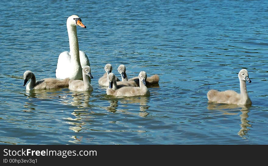 Swan and her chicks swimming on the lake. Swan and her chicks swimming on the lake