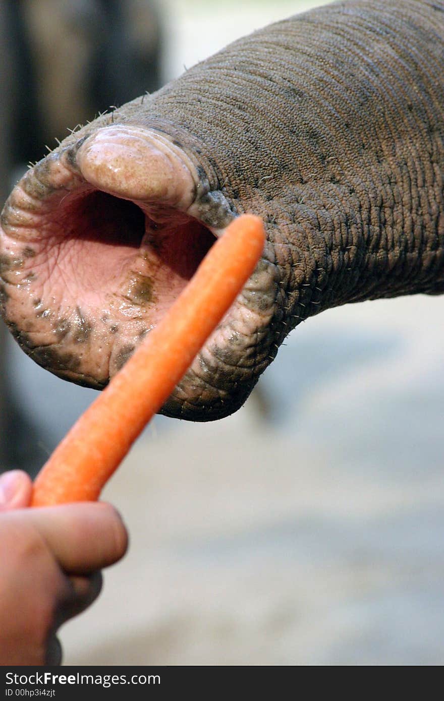 Feeding an elephant