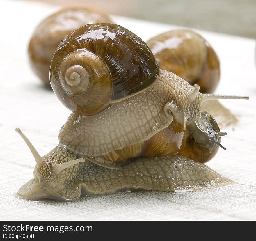 Snails in a court yard of a summer residence. Snails in a court yard of a summer residence.