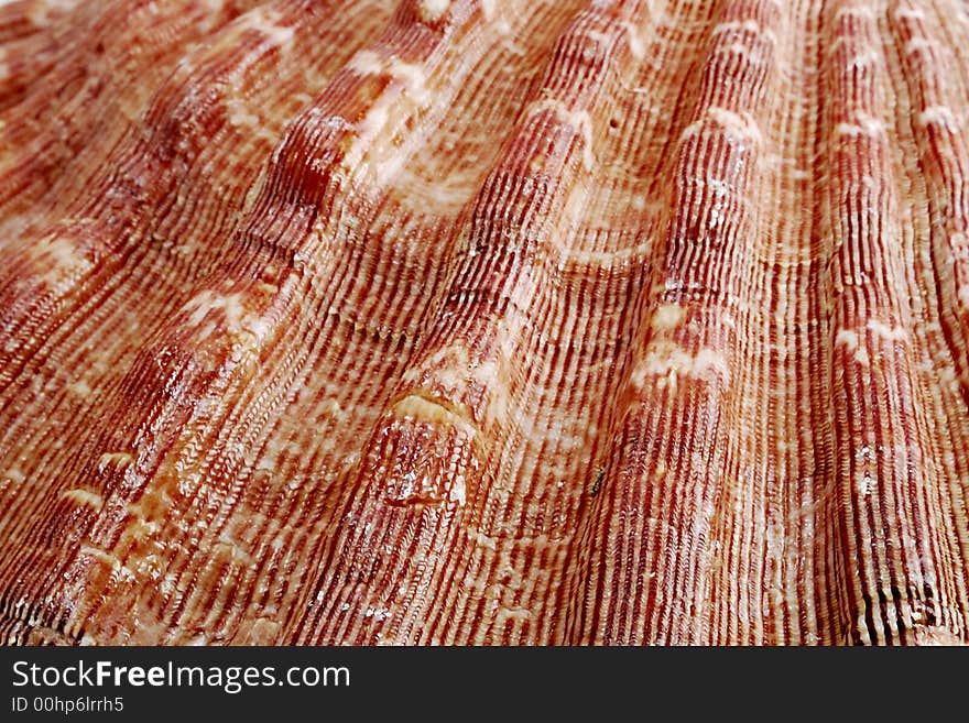 Detailed closeup of a seashell