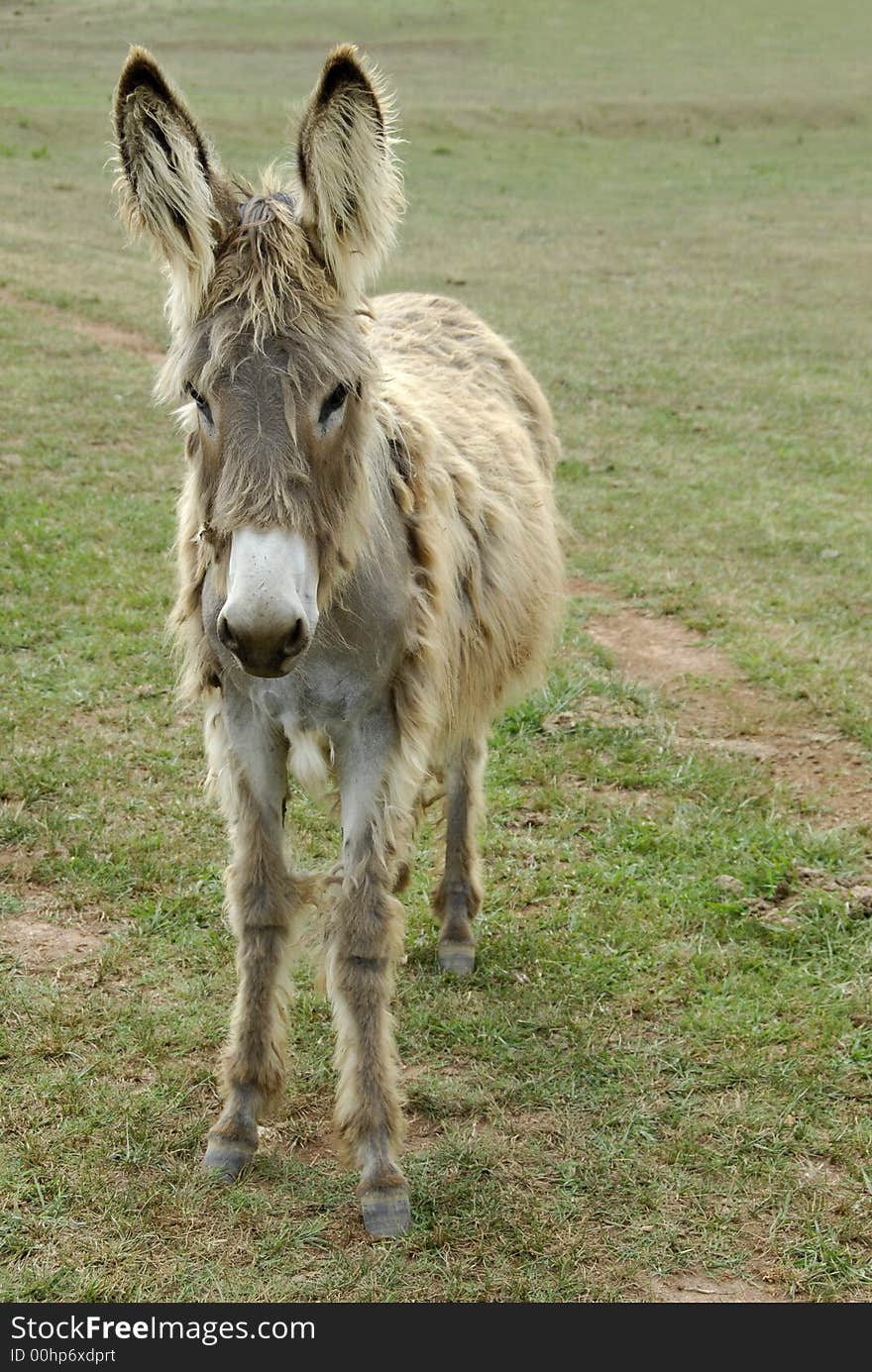 Shaggy Donkey