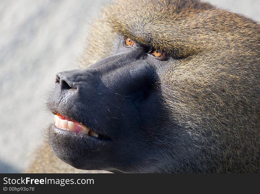 Close up of shaggy African baboon head