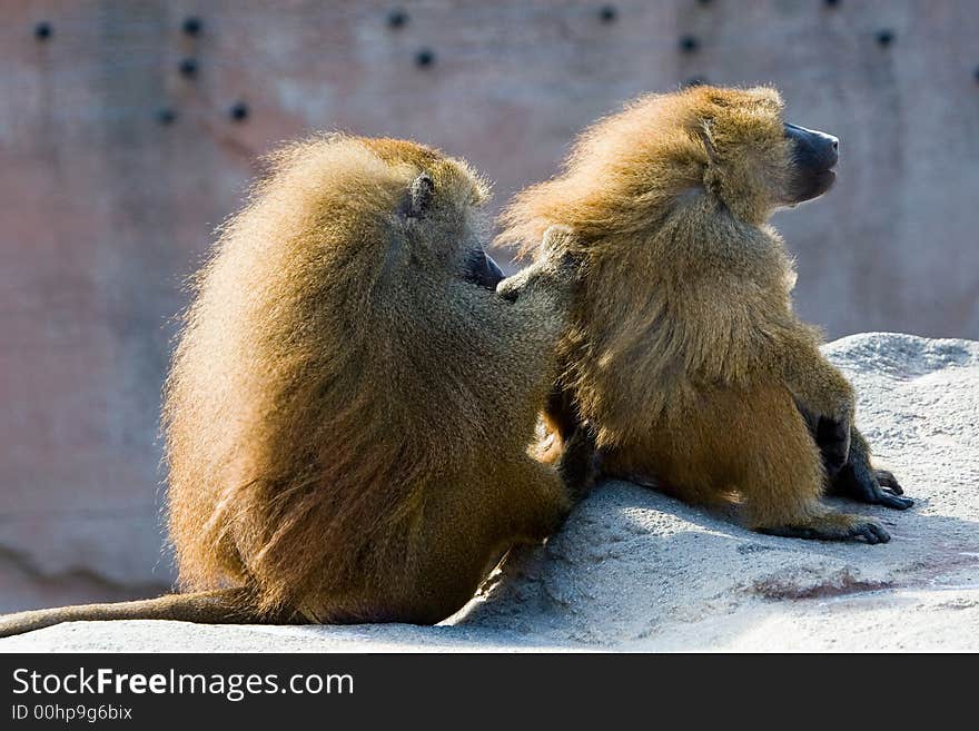 Two shaggy African baboons grooming on rock. Two shaggy African baboons grooming on rock