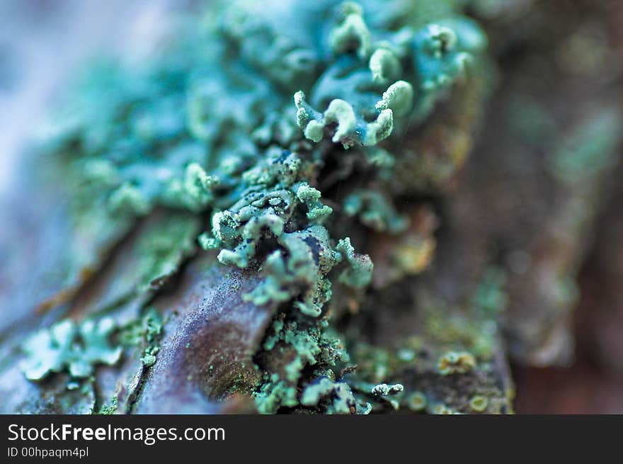 Detailed pine bark with moss