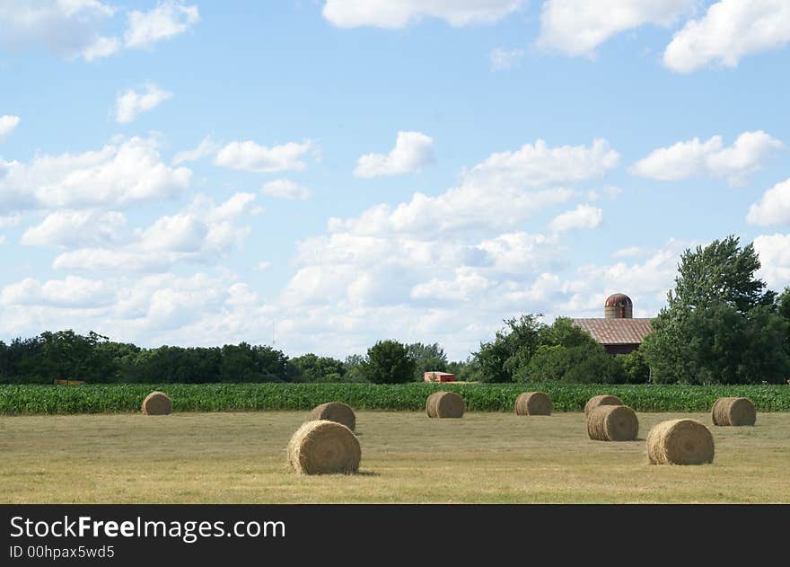 Gold color  wheat in a farm land. Gold color  wheat in a farm land