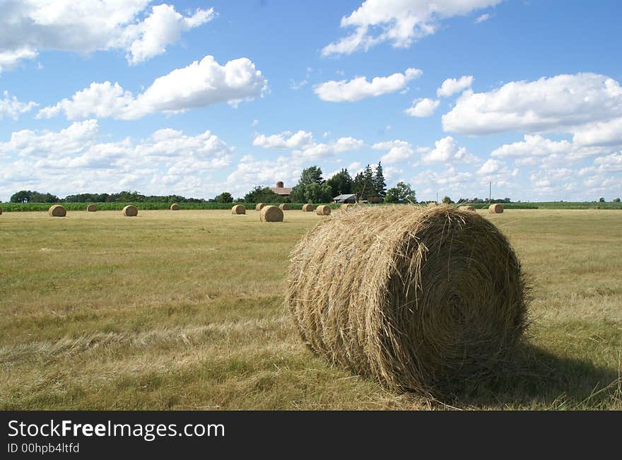 Green wheat in a farm land. Green wheat in a farm land