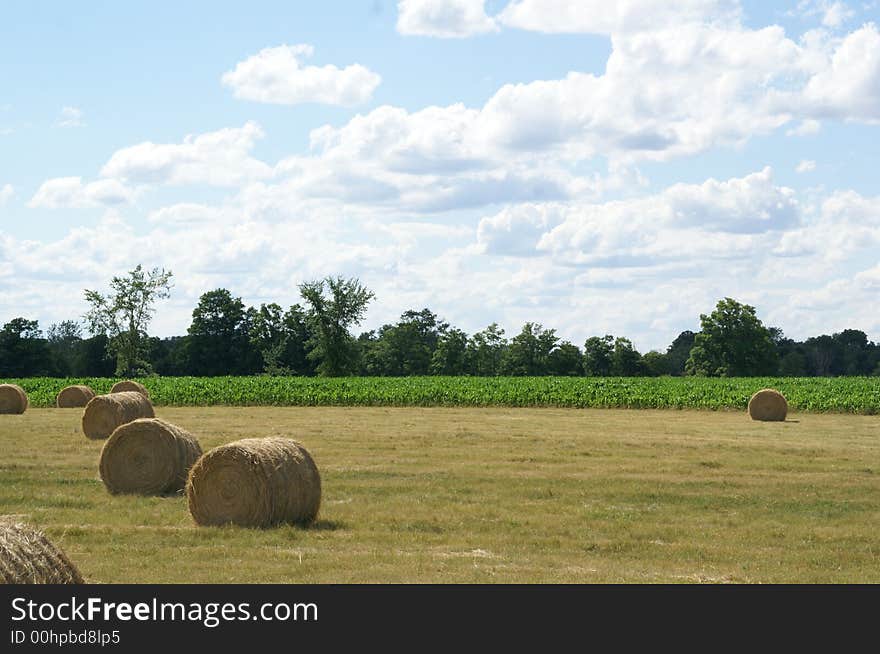 Gold color  wheat in a farm land. Gold color  wheat in a farm land