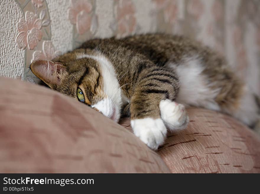 Cat sleeping by sofa. Kuzia - senior cat (12 y.o.). Cat sleeping by sofa. Kuzia - senior cat (12 y.o.)
