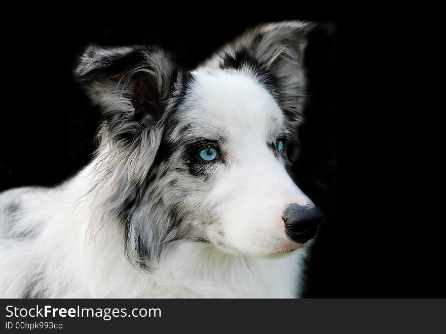 Portrait of a blue merle border collie with blue eyes isolated on black. Portrait of a blue merle border collie with blue eyes isolated on black